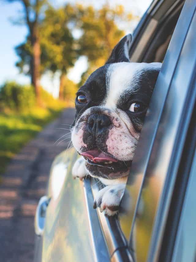 Cómo llevar a tu perro en el coche